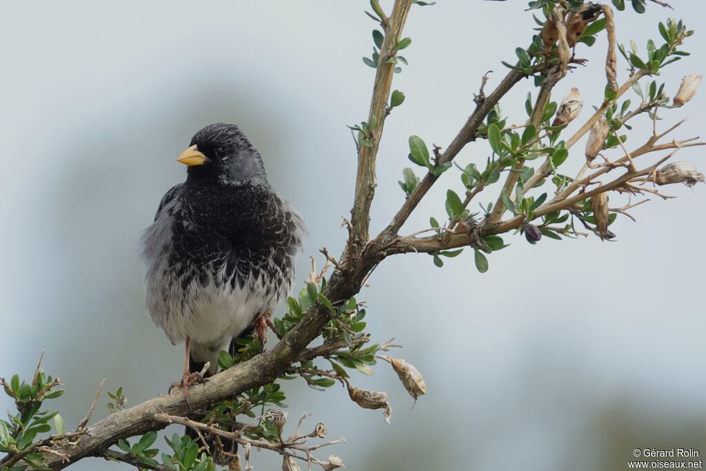 Mourning Sierra Finch