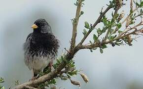 Mourning Sierra Finch