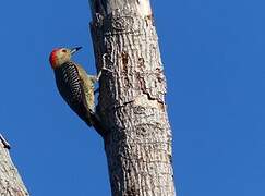 Golden-fronted Woodpecker