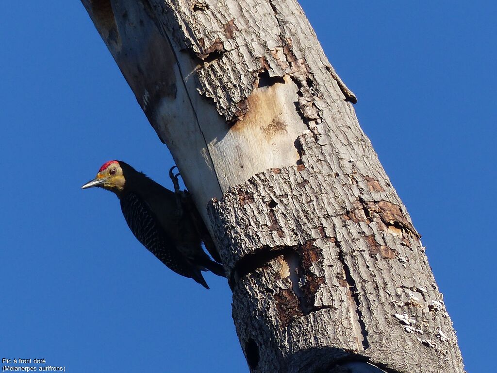 Golden-fronted Woodpecker