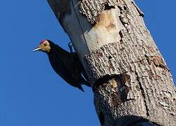 Golden-fronted Woodpecker