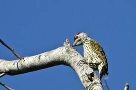 Golden-tailed Woodpecker