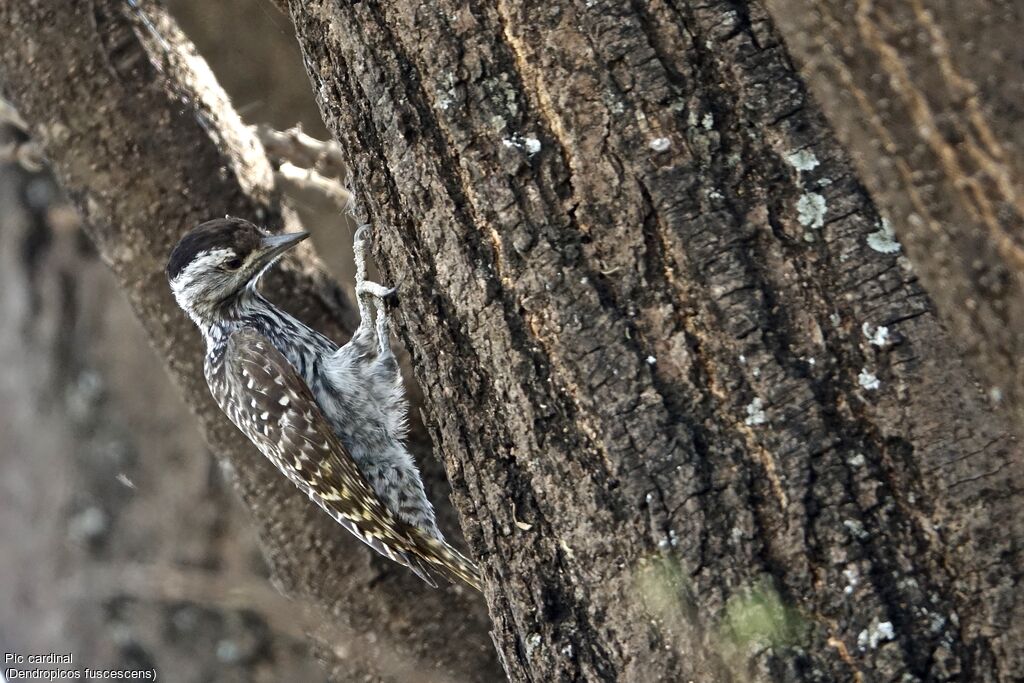 Cardinal Woodpecker female