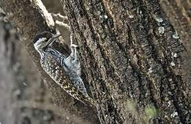 Cardinal Woodpecker