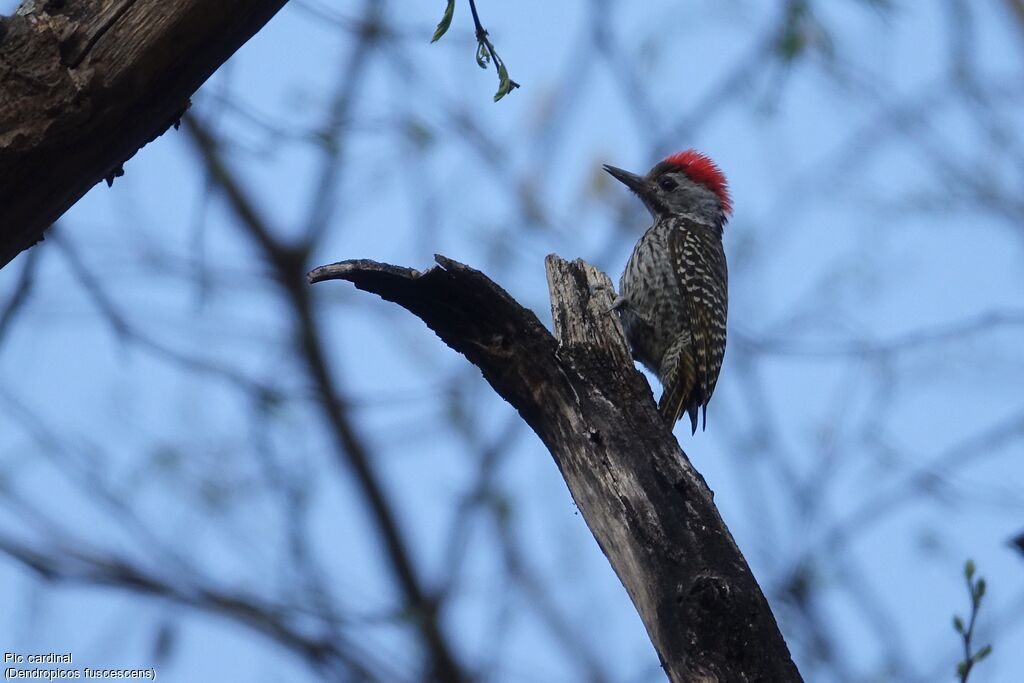 Cardinal Woodpecker male