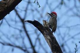 Cardinal Woodpecker