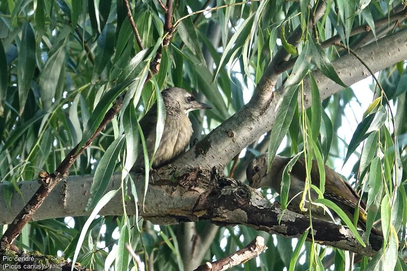 Grey-headed Woodpeckeradult