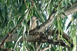 Grey-headed Woodpecker