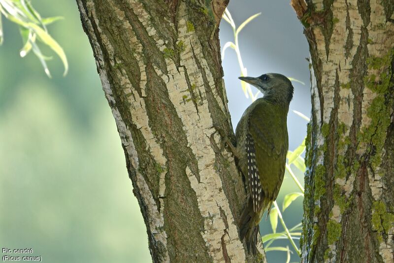 Grey-headed Woodpecker male