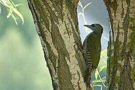 Grey-headed Woodpecker