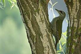 Grey-headed Woodpecker