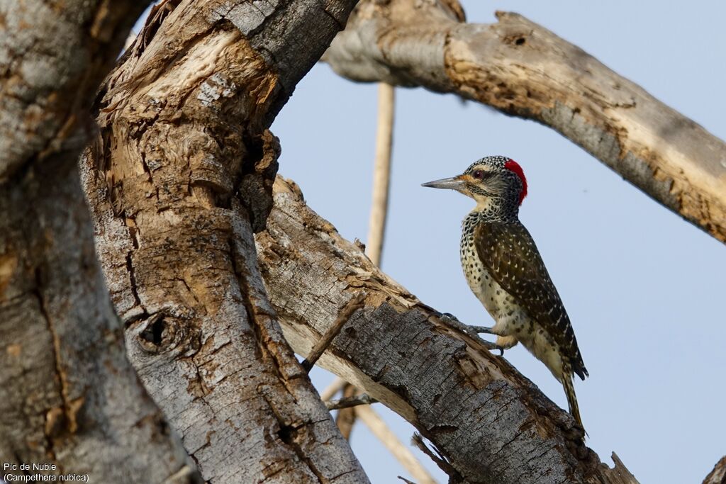 Nubian Woodpecker