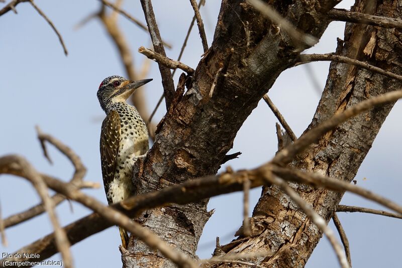 Nubian Woodpecker female