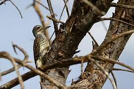 Nubian Woodpecker