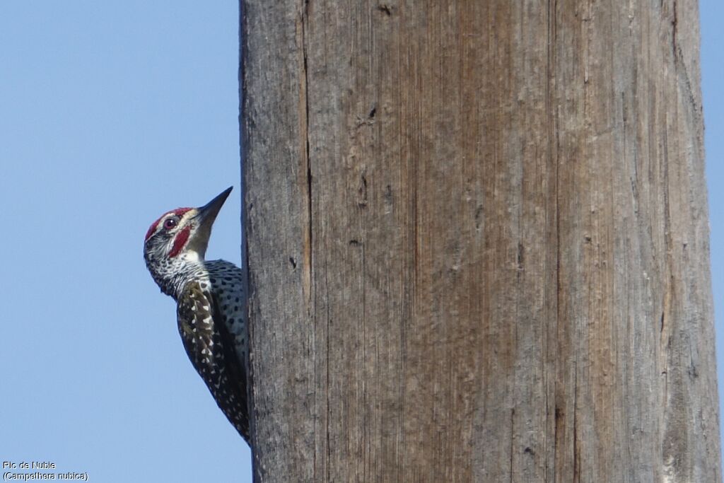 Nubian Woodpecker male