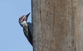 Nubian Woodpecker