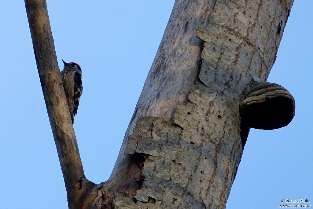 Lesser Spotted Woodpecker