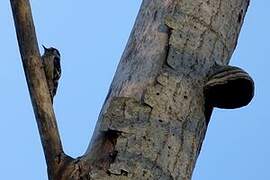 Lesser Spotted Woodpecker