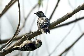 Lesser Spotted Woodpecker