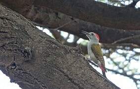 African Grey Woodpecker