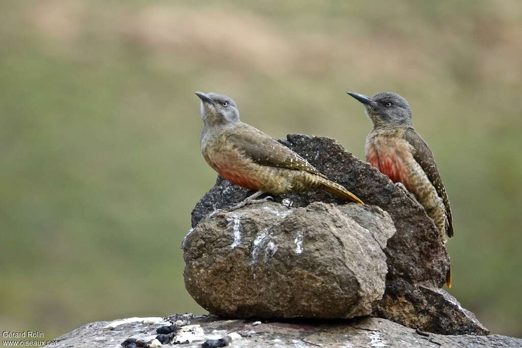 Ground Woodpeckeradult, Behaviour