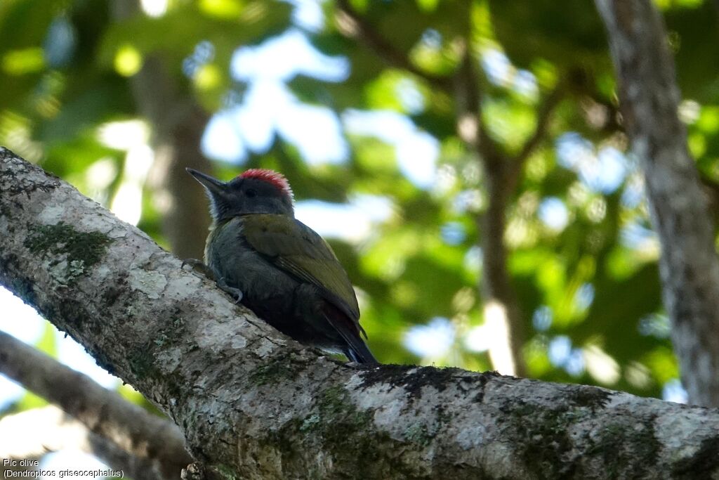 Olive Woodpecker male adult