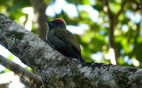 Olive Woodpecker