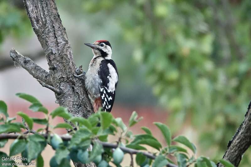 Syrian Woodpeckerjuvenile, identification