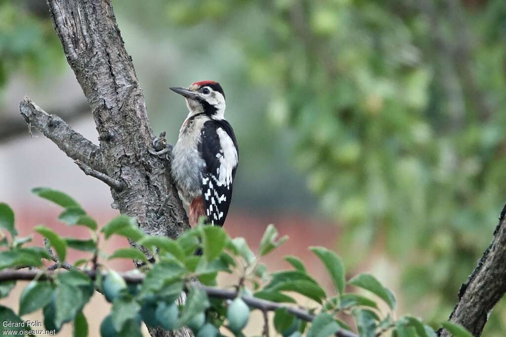 Pic syriaquejuvénile, identification