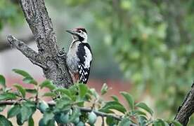 Syrian Woodpecker