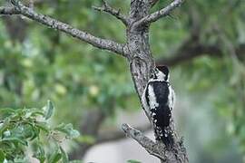 Syrian Woodpecker