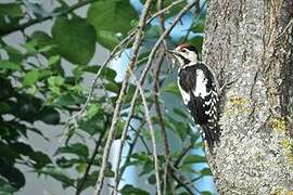 Syrian Woodpecker