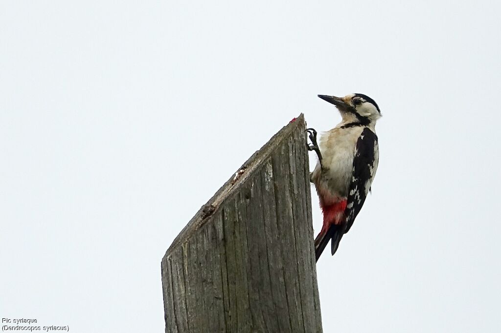 Syrian Woodpecker