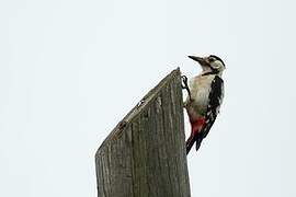 Syrian Woodpecker