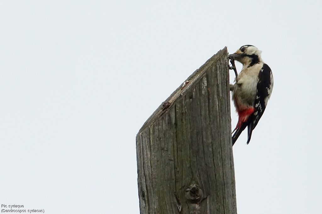 Syrian Woodpecker