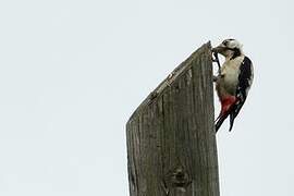 Syrian Woodpecker