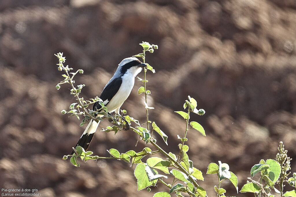 Grey-backed Fiscal