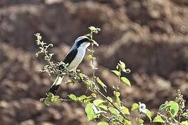 Grey-backed Fiscal