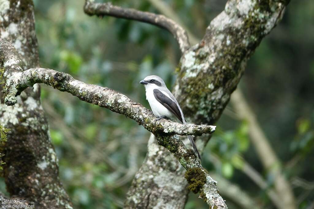 Pie-grièche de Mackinnon mâle adulte, habitat, camouflage