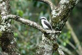 Mackinnon's Shrike