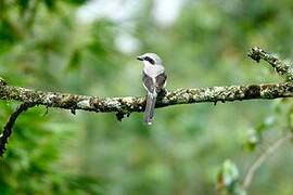 Mackinnon's Shrike