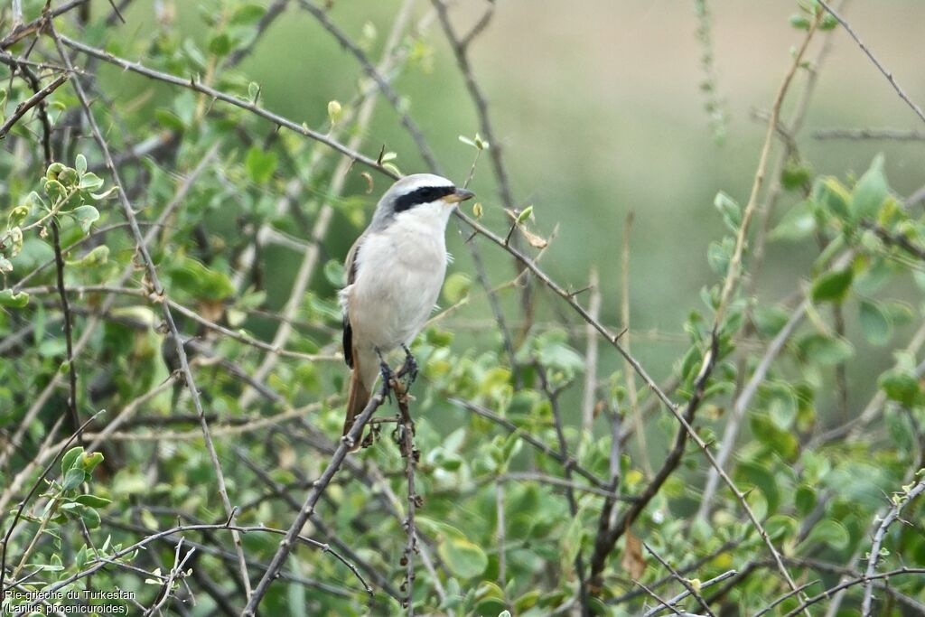 Red-tailed Shrike