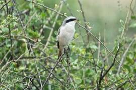 Red-tailed Shrike