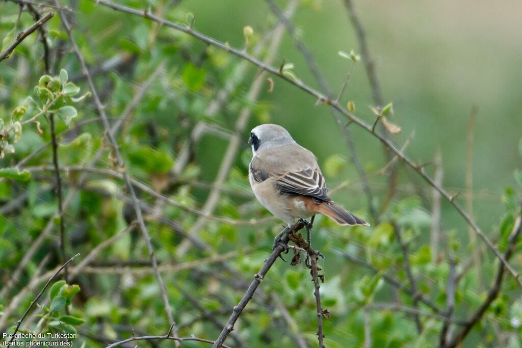 Red-tailed Shrike