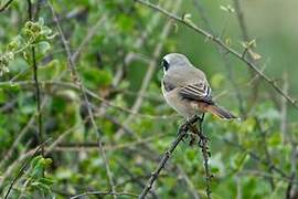 Red-tailed Shrike