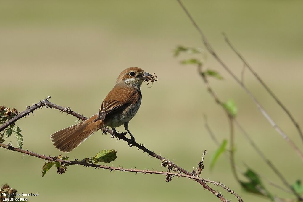 Red-backed Shrike