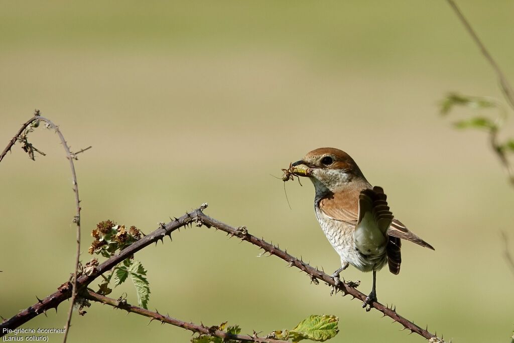 Red-backed Shrike