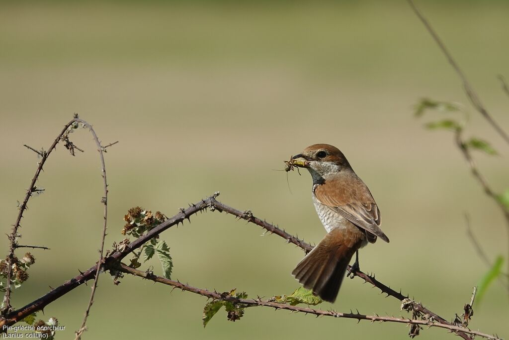 Red-backed Shrike