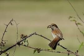 Red-backed Shrike