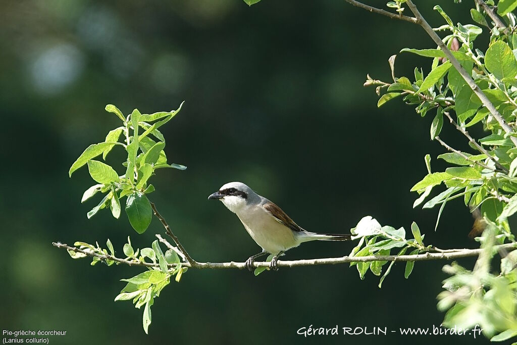 Red-backed Shrike